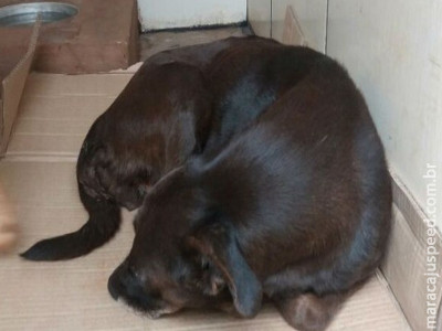 Cadela é resgatada após denúncias de abuso e maus-tratos