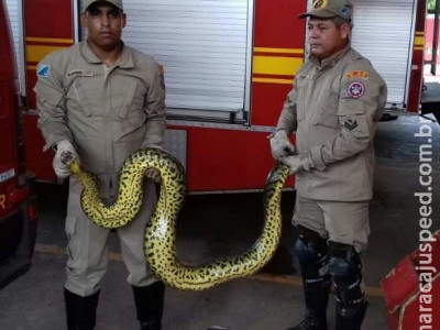 Bombeiros capturam sucuri de três metros que vivia escondida