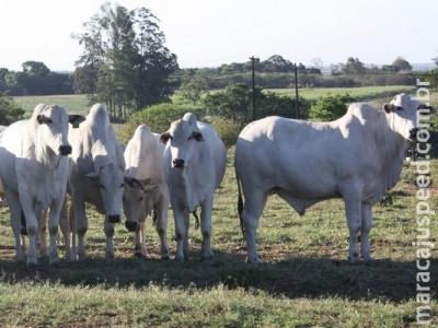 Medidas preventivas ajudam no controle do carrapato bovino