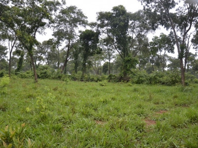 Em Jardim é autuado terceiro proprietário rural por desmatamento ilegal hectares em dois dias