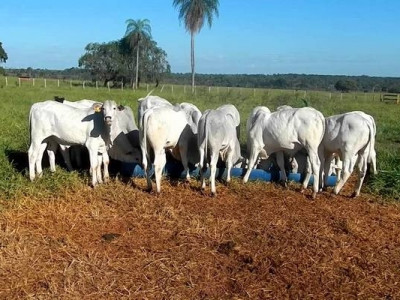 Ladrões roubam gado e jogam pecuarista amordaçado em buraco