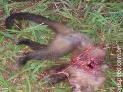 Segundo macaco é encontrado morto em mata próxima a Maracaju