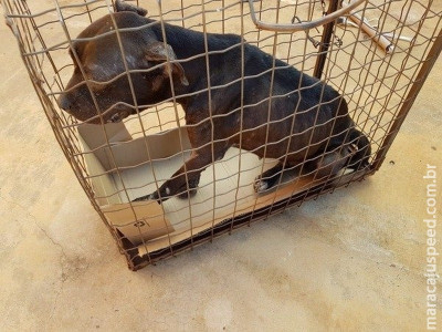 Agressores podem ficar impedidos de ter animais