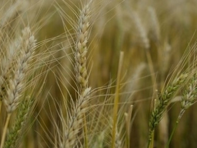 Conab aumenta produção de trigo do Brasil em 9,2%