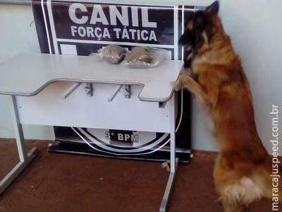 Canil da Polícia Militar apreende super maconha em Dourados