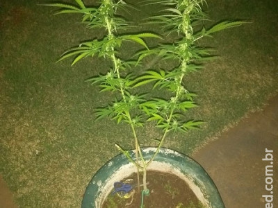Tatuador de Campo Grande é flagrado com pé de maconha em casa