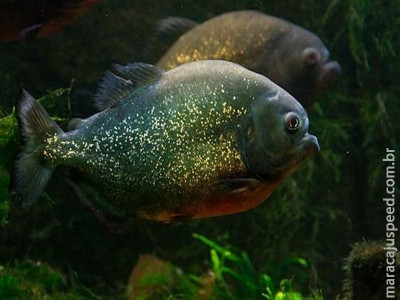 Pesquisa revela que contaminação de rios e mares reduz populações de peixes