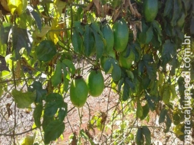 Produção de maracujá orgânico já atinge metas da Semaf