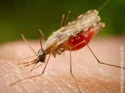 112 casos de malária são confirmados no Espírito Santo