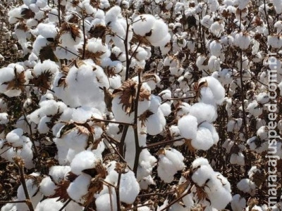 Colheita do algodão alcança metade da área plantada em MS