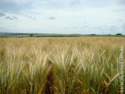 Embrapa e cooperativas debatem futuro da pós-colheita de trigo