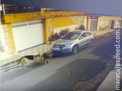 Enfermeira atropela dois cachorros e provoca comoção nacional