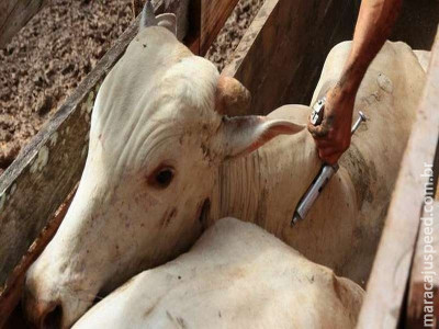 Quase todo o rebanho brasileiro já foi vacinado contra a aftosa
