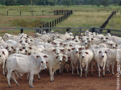 Campanha contra febre aftosa vacinou 98% do rebanho do país