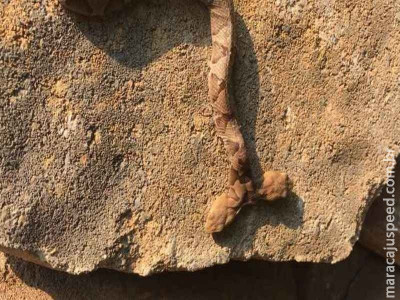 Cobra de duas cabeças é encontrada nos Estados Unidos