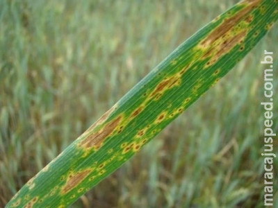 Novas tecnologias para controle da mancha amarela em trigo