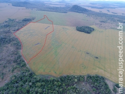 Polícia multa pecuarista em R$ 46 mil por desmatar área nativa