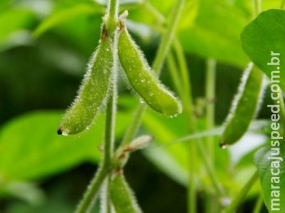 Valor da produção agropecuária é de R$ 565,6 bilhões