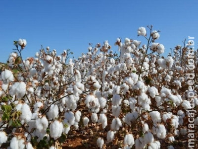 Valor da Produção Agropecuária é de R$ 574,25 bilhões