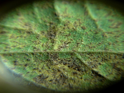 Ferrugem asiática da soja se alastra pelo País