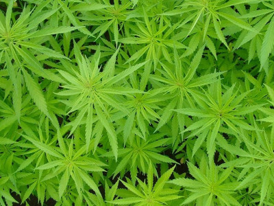 Maconha para uso medicinal na pauta da CAS