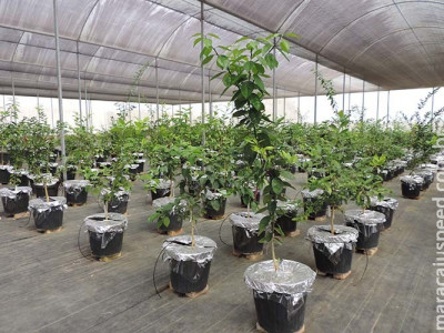 Pesquisa estimula plantas cítricas a se adaptarem à seca