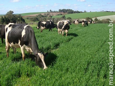 Alimentação: maior problema de pecuária leiteira no Brasil