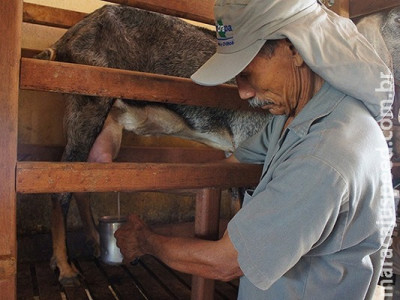 Bactérias se mostram resistentes em rebanhos caprinos