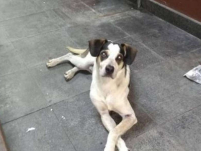  Cachorro morto após agressão gera revolta contra o Carrefour