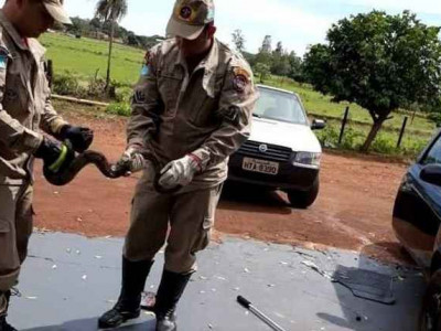 Jiboia de dois metros é encontrada dentro de motor de carro