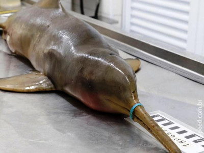 Lacre plástico faz golfinho em extinção morrer de fome