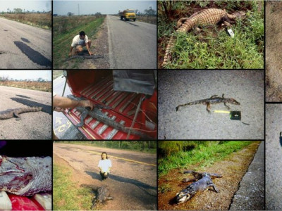 Mortes de animais na BR-262 faz MPF mover ação contra DNIT
