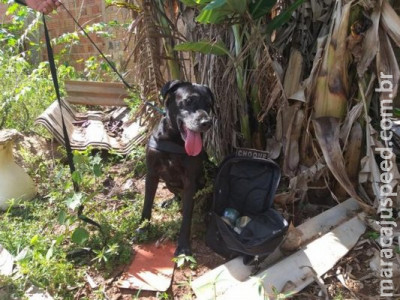 Cão farejador encontra mochila com maconha ao lado do presídio