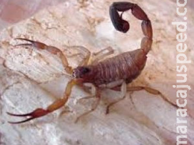Saúde alerta para picadas de escorpião, mais comuns no verão