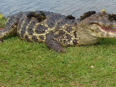 Deputados pedem que caça do jacaré seja liberada