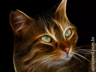 Dia Mundial do Gato promoveu o bem-estar dos bichanos