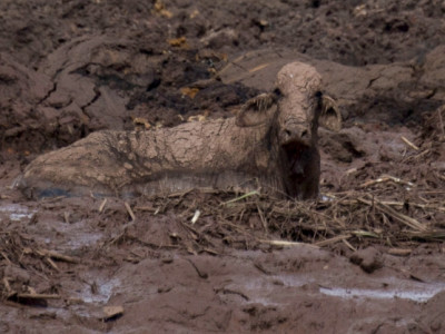 Equipe resgata 350 animais em Brumadinho
