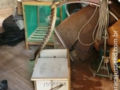 PMA captura cascavel de 1,3 metros em residência na Capital