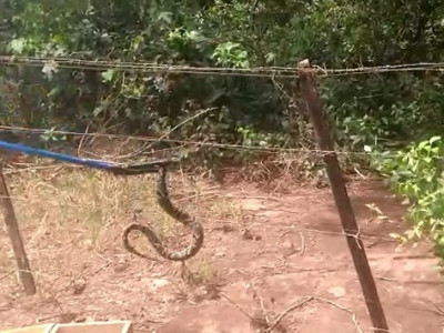 PMA captura terceira serpente peçonhenta em residência urbana de Coxim em três dias