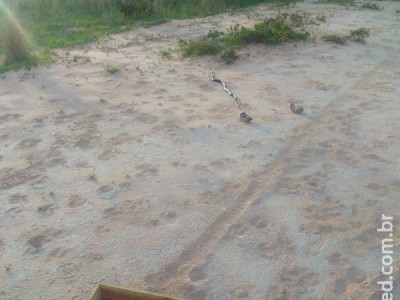 Polícia Militar captura quarta serpente em uma semana em residências de Coxim