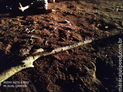 Homem come galo do vizinho e acaba morto a pauladas 