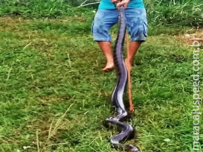 Homem mata sucuri e leva multa de R$ 5 mil