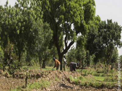 ONU declara Década sobre Restauração de Ecossistemas