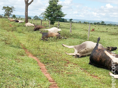 Raio mata 21 cabeças de gado no pasto em MS