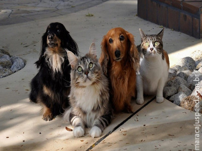 Estatuto dos Animais está na pauta da CAE