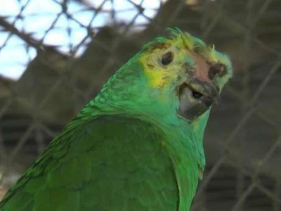 Este papagaio sobreviveu a um tiroteio, picada de cobra e se salvou de um roubo