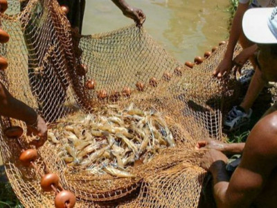 Pesquisa indica peixes que podem ser consumidos por brasileiros