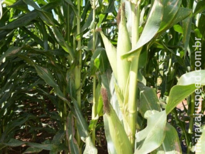 Valor da Produção Agropecuária é de R$ 588,8 bilhões