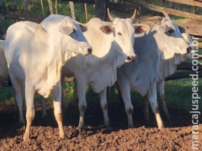 Dupla é presa após furtar cabeças de gado para revender carne