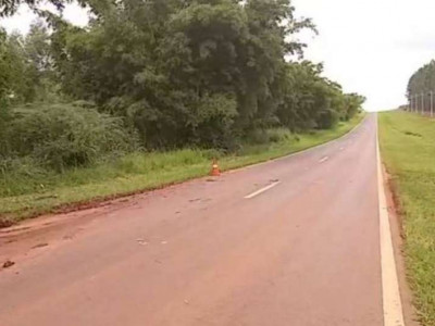 Morre idoso que recebeu duas mil picadas de abelhas